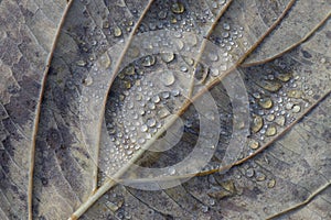 Rain drops on underside of leaf macro