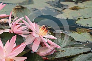 Rain drops water of beautiful pink waterlily or lotus flower in pond for text or decorative artwork