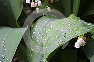 Dew, rain drops, water drops on the leaves of Convallaria mayalis common Lily of the walley photo