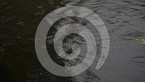 Rain drops on water surface of a river or a pond, circles on the water.