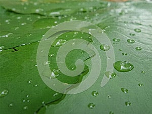 Rain drops on waterlily leaves