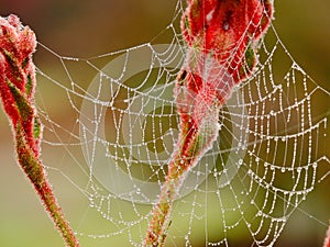 Rain drops on web