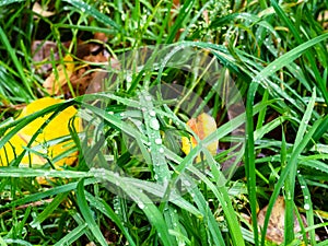 Rain drops on wet grass on lawn in autumn rain