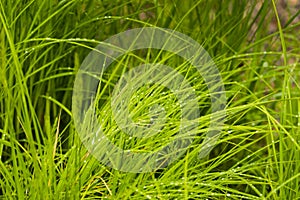 Rain Drops on Wetland Grass