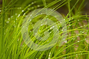 Rain Drops on Wetland Grasses