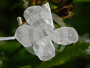 Rain drops on a white Plumbago auriculata flower