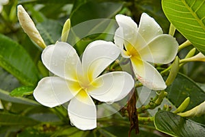 Rain drops on a white tropical flowers in Suphan Buri, Thailand.