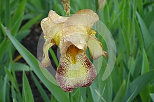 Rain drops on yellow and brown flower of bearded iris