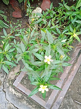 Rain drops in yellow flowers leafs