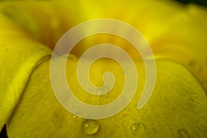 Rain drops  on yellow petal, flower macro shot