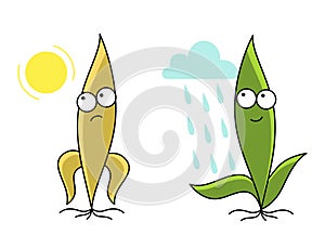 Rain and drought. Young seedling plant mascot character. Bad and good weather conditions. Watering plants. Green sprout