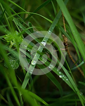 Rain fall on a blade of grass