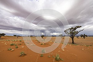 Rain fall in the Namib Desert