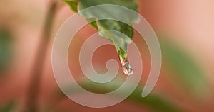 Rain falling on Anemone's Leaf, Normandy