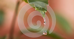 Rain falling on Anemone's Leaf, Normandy