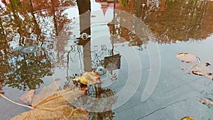 Rain falling on an autumn leaves puddle, slow motion.