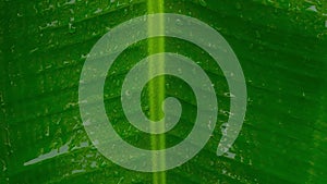 Rain falling on green banana leaf. Close up. Summer Monsoon Rain drops of water on Green leaves. Beautiful rainy season. Abstract