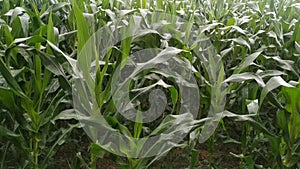 Rain falling on green corn crop at form after severe summer drought natural. Nepal