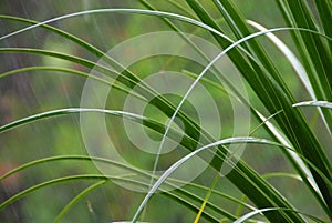 Rain falling on green plants