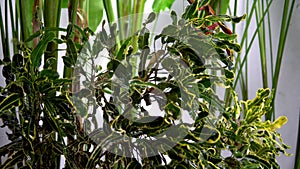 Rain falling on plant leaves