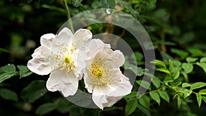 Rain falling on White Wild Rose flowers - Close up