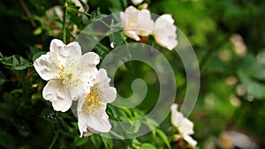 Rain falling on White Wild Rose flowers - Close up