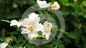 Rain falling on White Wild Rose flowers - Close up