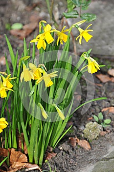 RAIN FALLS ON DAFFODILS FLOWERS IN KASTRUP DENMARK