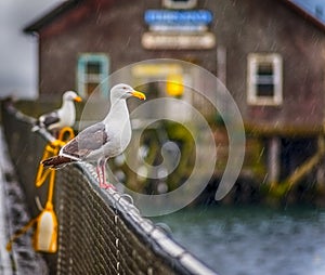 Rain falls on Seagulls at US Coast Guard Boat House