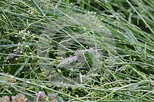 The rain fell over the meadow. It was so strong that the grass drooped to the ground. Raindrops remained on the leaves and spikele