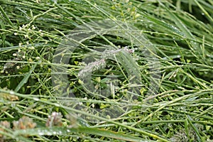 The rain fell over the meadow. It was so strong that the grass drooped to the ground. Raindrops remained on the leaves and spikele