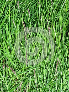 Rain on flattened green grass photo
