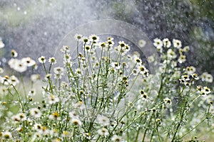 Rain and flowers