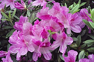 Pink azalea in full bloom photo