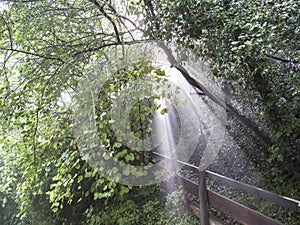 Rain, fog and sunbeams in the forrest.