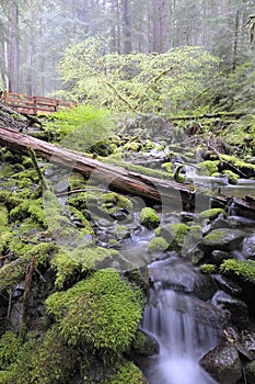 La lluvia Bosque 