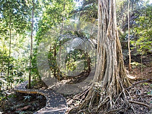 Rain forest boardwalk, Christmas Island, Australia