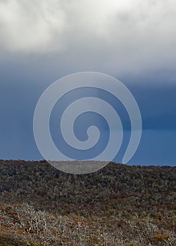 Rain at forest, cabo san pablo, tierra del fuego, argentina