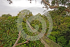 Rain Forest Canopy Suspension Trail