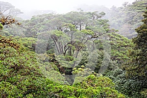 Rain Forest, Costa Rica