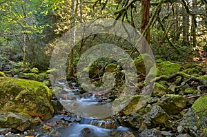 Rain forest and creek