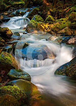 Rain Forest Creek in the Pacific Northwest.