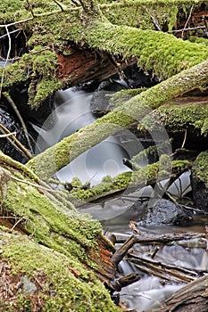 Rain forest creek water flow