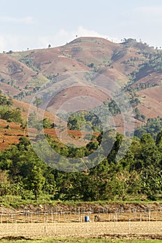 Rain forest destruction