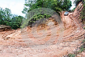 Rain Forest With A Dirt Road