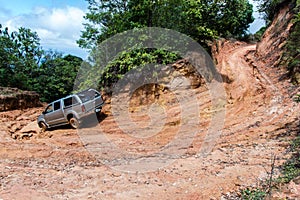 Rain Forest With A Dirt Road