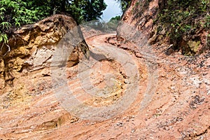 Rain Forest With A Dirt Road