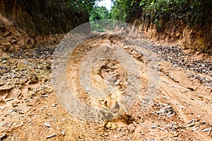 Rain Forest With A Dirt Road