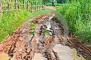 Rain Forest With A Dirt Road