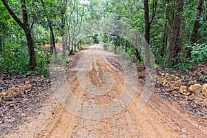 Rain Forest With A Dirt Road